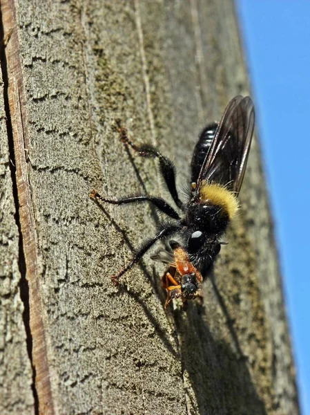 Хищными Женскими Особями Laphria Ephippi — стоковое фото