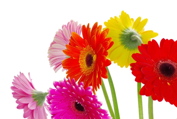 Colorful Gerberas White Background — Stock Photo, Image