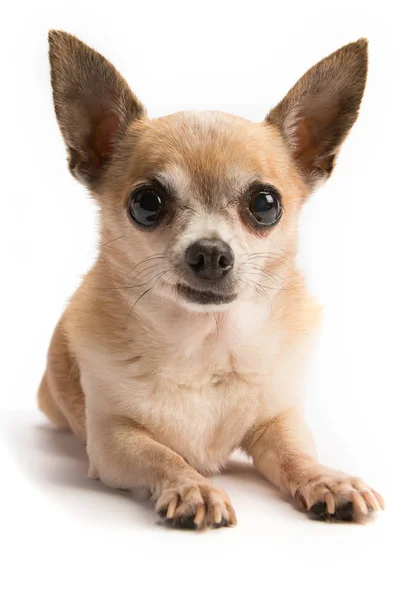 Niedlicher Braun Gebrannter Chihuahua Hund Nahaufnahme Isoliert Auf Weißem Hintergrund — Stockfoto