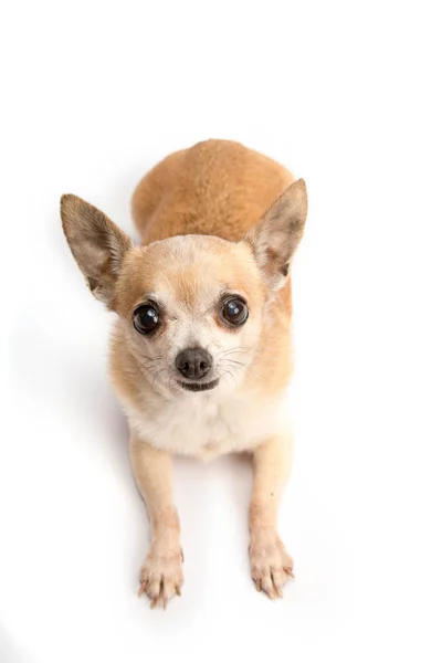 Sevimli Tan Chihuahua Köpek Beyaz Arka Planda Izole Kapatma — Stok fotoğraf