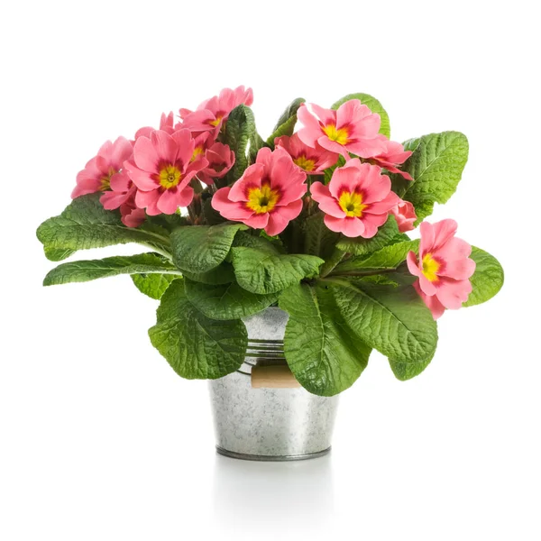 Pink Primroses Small Metal Bucket White Background — Stock Photo, Image