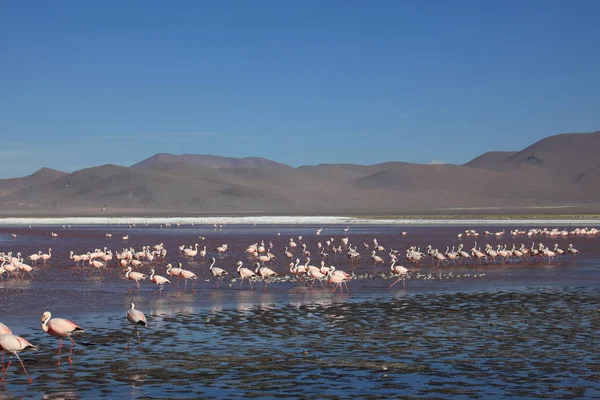 Scenic View Majestic Flamingos Nature — Stock Photo, Image