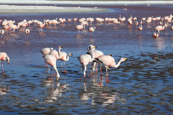 Vista Panorámica Majestuosos Flamencos Naturaleza — Foto de Stock