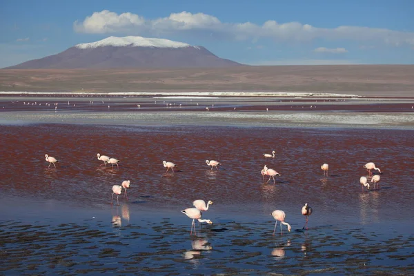 Scenic View Majestic Flamingos Nature — Stock Photo, Image