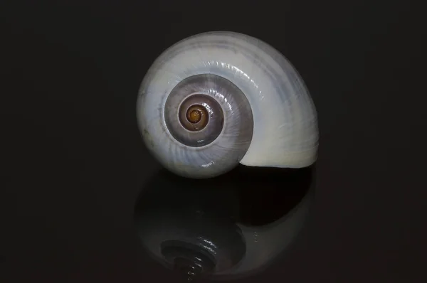 Gastéropode Escargot Coquille Mollusque — Photo