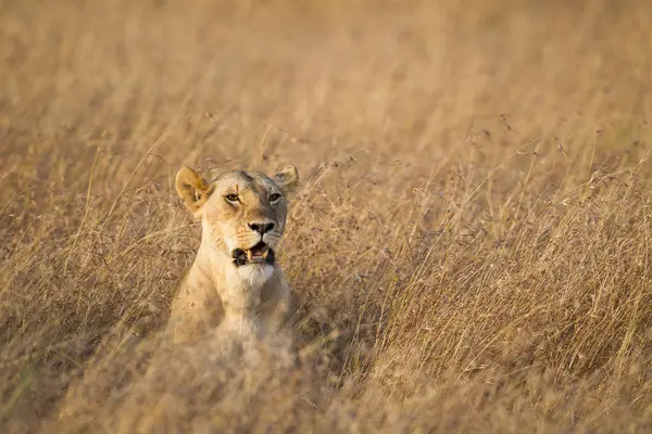 Lwica Szuka Zdobyczy Rezerwat Narodowy Masai Mara Kenia Afryka Wschodnia — Zdjęcie stockowe