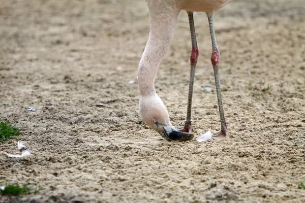 Vacker Utsikt Över Vackra Flamingo Fågel Naturen — Stockfoto