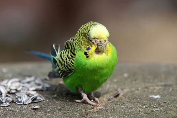 Vista Cênica Papagaios Budgerigar Coloridos — Fotografia de Stock