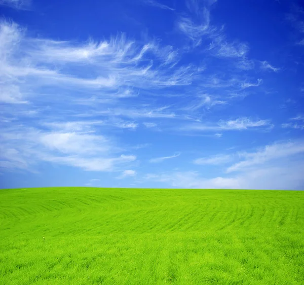 Campo Sobre Fondo Del Cielo Azul —  Fotos de Stock