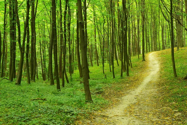 Path Green Forest — Stock Photo, Image