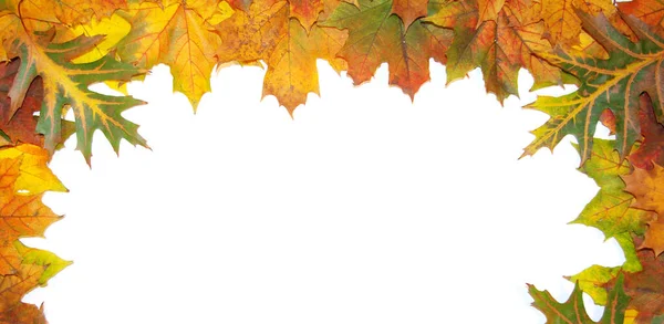Frame Met Gekleurde Herfst Esdoorn Bladeren Witte Achtergrond — Stockfoto