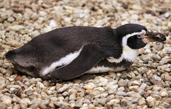 Тварини Гумбольдта Пінгвіна Фауна — стокове фото