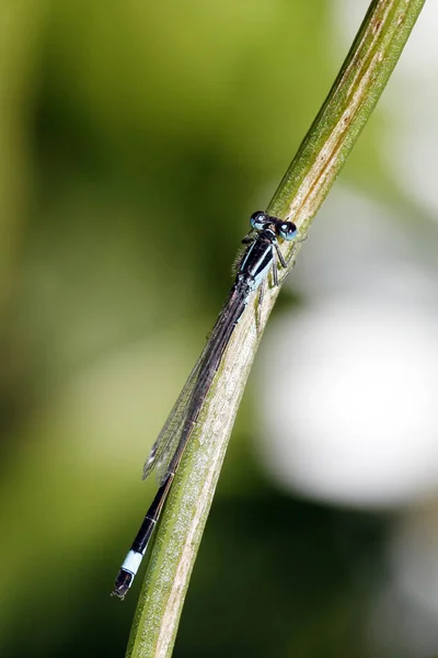 Odonata Dragonfly Nature Flora — стоковое фото