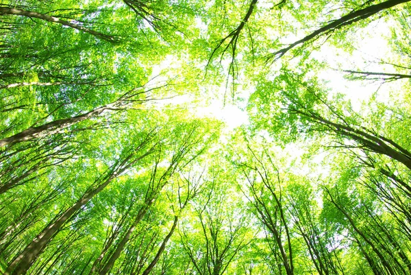 Зеленый Лесной Фон Солнечный День — стоковое фото