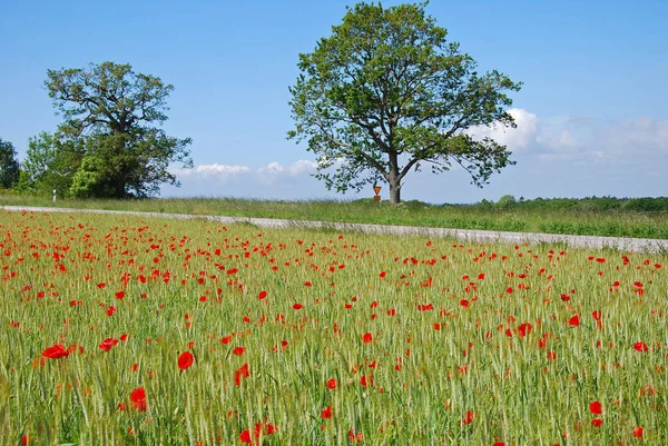 Mohnfeld Rote Blütenblätter Auf Der Wiese — Stockfoto
