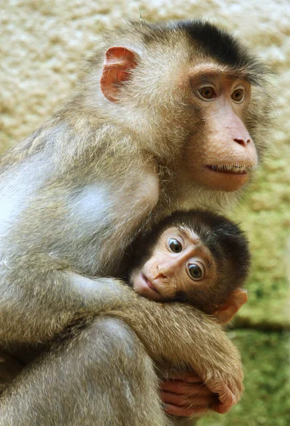 Detailní Záběr Zvířat Zoologické Zahradě — Stock fotografie