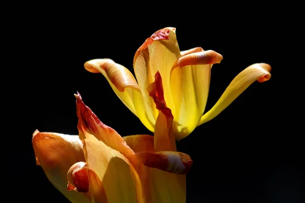 Printemps Belles Fleurs Tulipes Printemps Flore — Photo