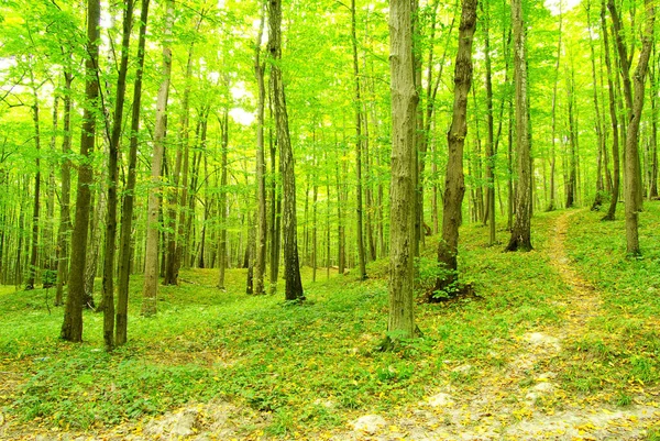 Een Pad Het Groene Bos — Stockfoto