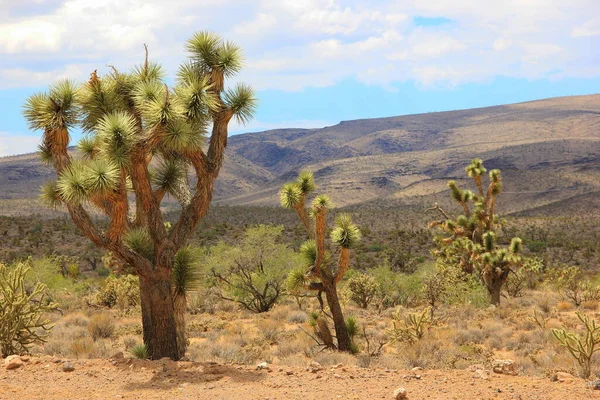 Laranja Verde Branco Azul Vale Fogo Nevada — Fotografia de Stock