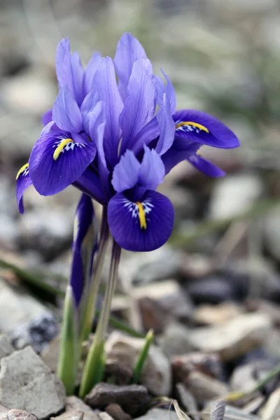 Vista Panoramica Bellissimo Fiore Iris — Foto Stock