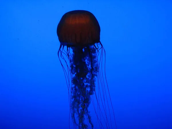 Jellyfish Sea Underwater Fauna — Stock Photo, Image