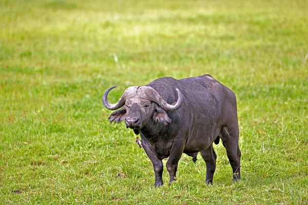 Buffalo Animales Herbívoros Vida Silvestre —  Fotos de Stock