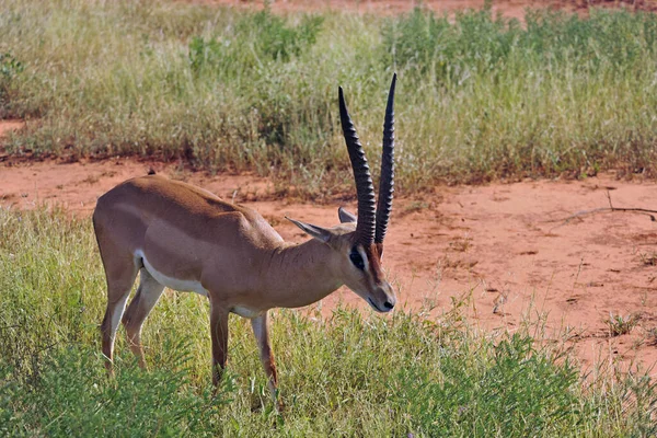 Antilopa Divoké Zvíře Volně Žijící Živočichové — Stock fotografie