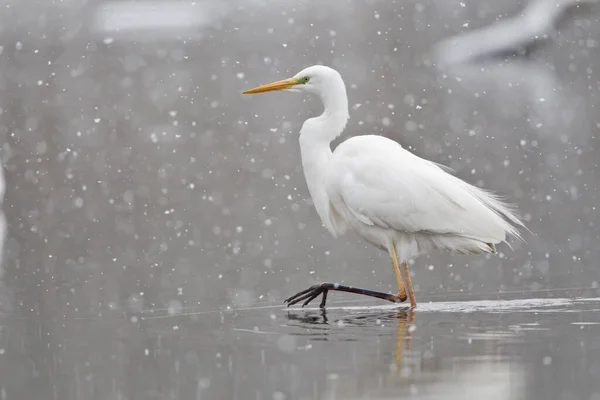 Malerischer Blick Auf Reiher Vögel Der Natur — Stockfoto