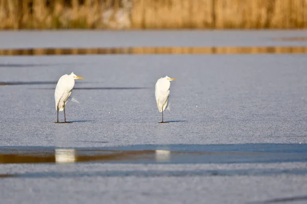 Vista Panorâmica Dos Pássaros Egrets Natureza — Fotografia de Stock