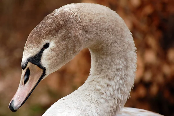 Vista Panorâmica Cisne Majestoso Natureza — Fotografia de Stock