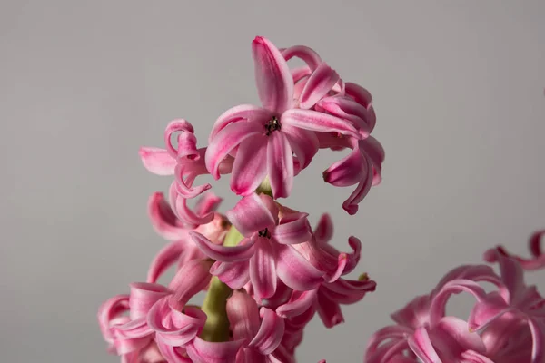Közeli Kilátás Gyönyörű Virágzó Jácint — Stock Fotó