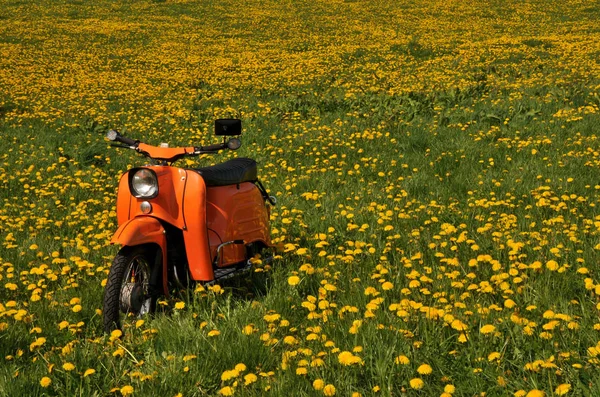 Padang Rumput Dandelion — Stok Foto