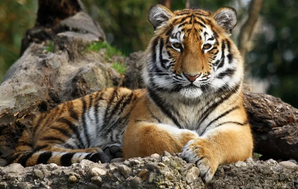Sibirian Tigre Animal Rayé — Photo