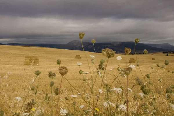 夏のスペインの田舎の景色 — ストック写真