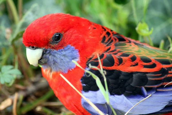 Προσωπογραφία Ενός Crimson Rosella Platycercus Elegans — Φωτογραφία Αρχείου