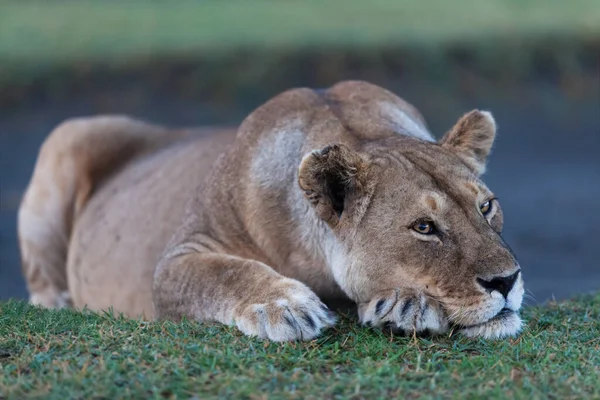 Lioness Tôt Matin Serengeti Tanzanie — Photo