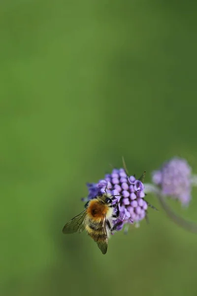 Abelha Comum Prado Escabioso Bombus Pascuorum Campo Escabioso — Fotografia de Stock