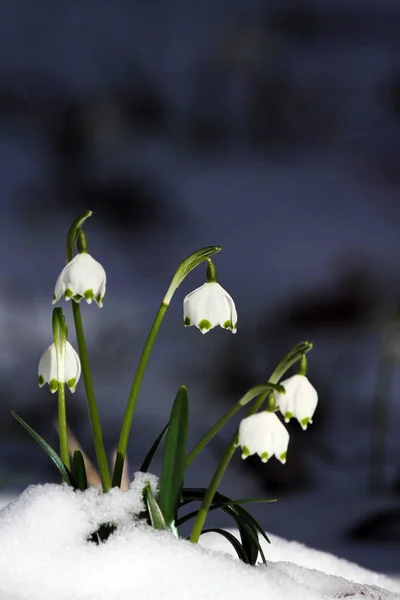 Tavaszi Hóvirág Növény — Stock Fotó