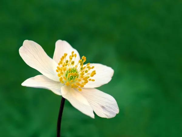 Białe Płatki Kwiatu Kwitnąca Flora — Zdjęcie stockowe