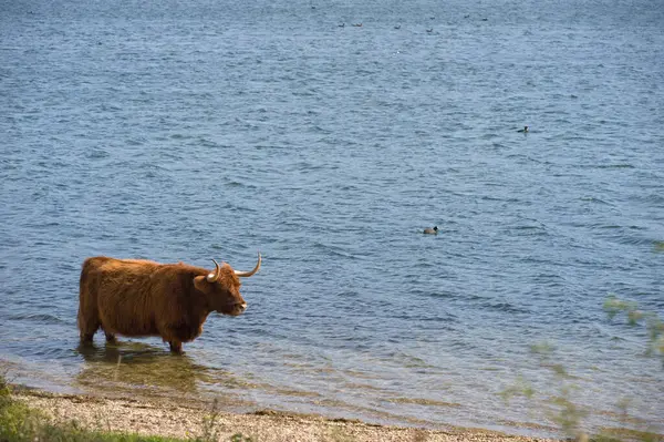 Cow Highland Cattle Herd Walking Water — Stock Photo, Image