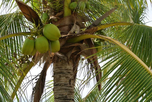 Palm Tree Coconuts — Stock Photo, Image