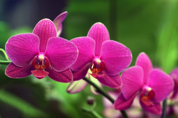 Cênica Bela Flor Orquídea Colorida — Fotografia de Stock