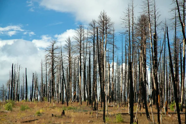 Forest Dead Long Live Forest – stockfoto