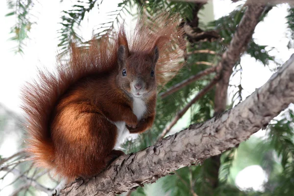 Ardilla Animal Mamífero Roedor — Foto de Stock