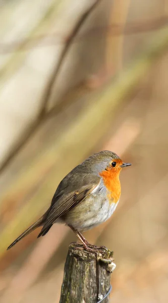 Röd Hals Erithacus Rubecula — Stockfoto