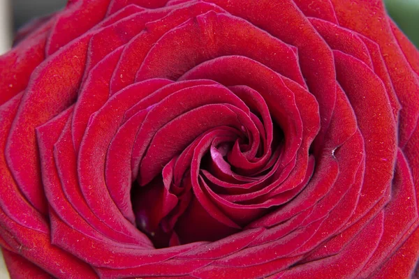 Vermelho Rosa Flor Closeup — Fotografia de Stock