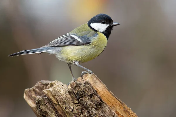 Scenic View Beautiful Great Tit Bird — Stockfoto