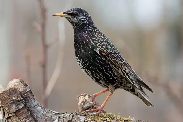 Aussichtsreicher Blick Auf Den Schönen Star Der Natur — Stockfoto