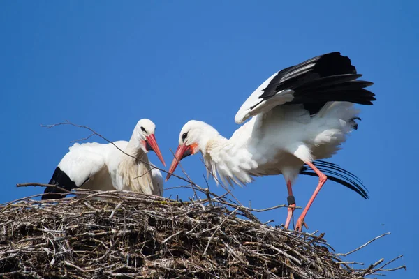 Vue Panoramique Cigogne Blanche Nature Sauvage — Photo