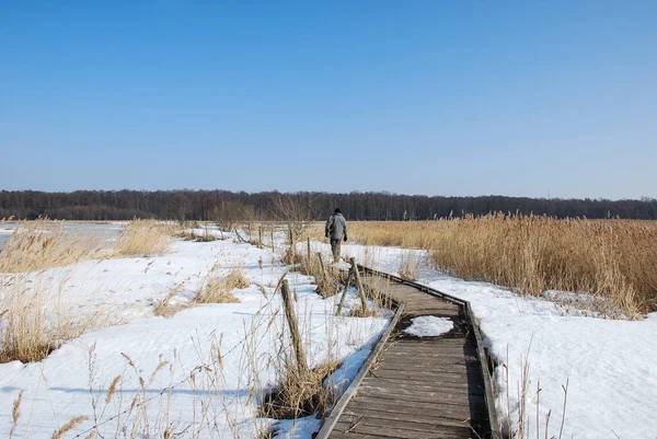 Man Walking Footbridge Wetland Sweden — Stock Photo, Image